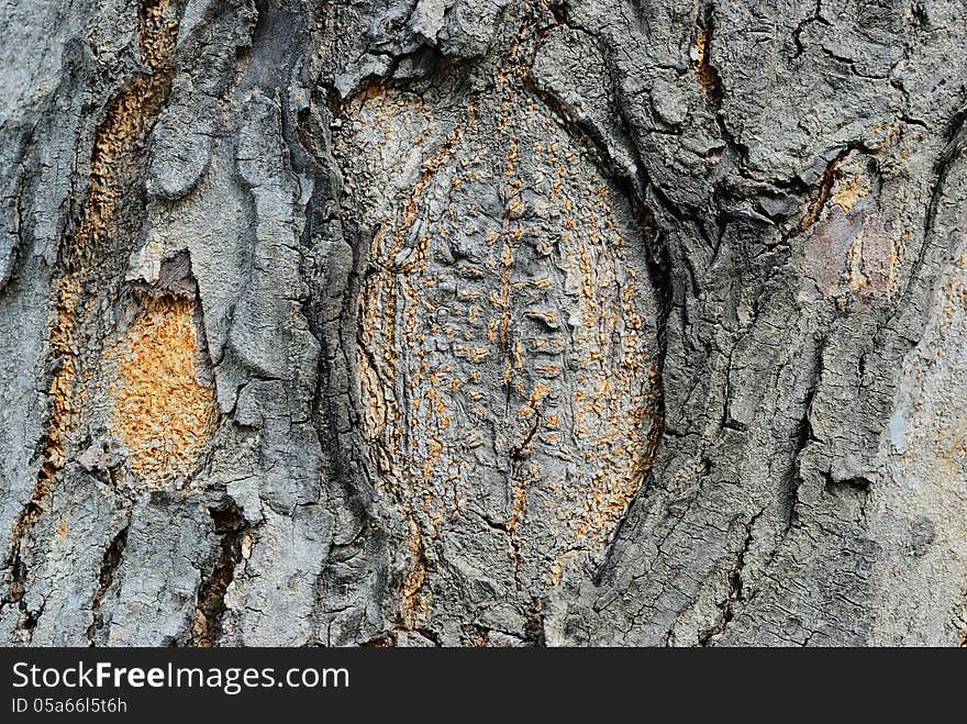 Abstract bark texture