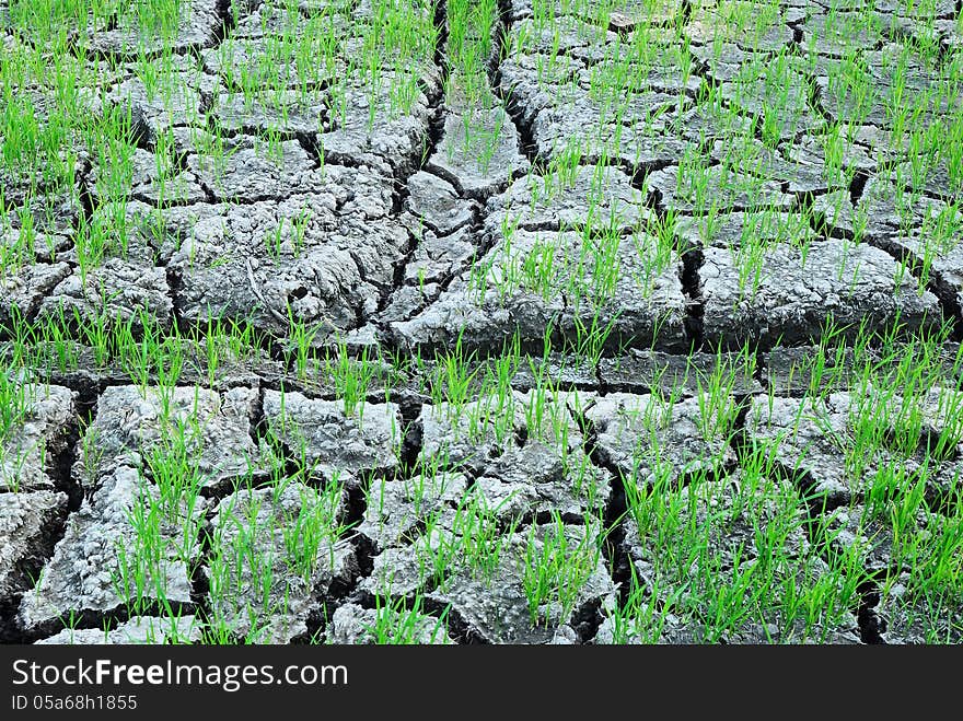 Rice Plant In Rice Farm