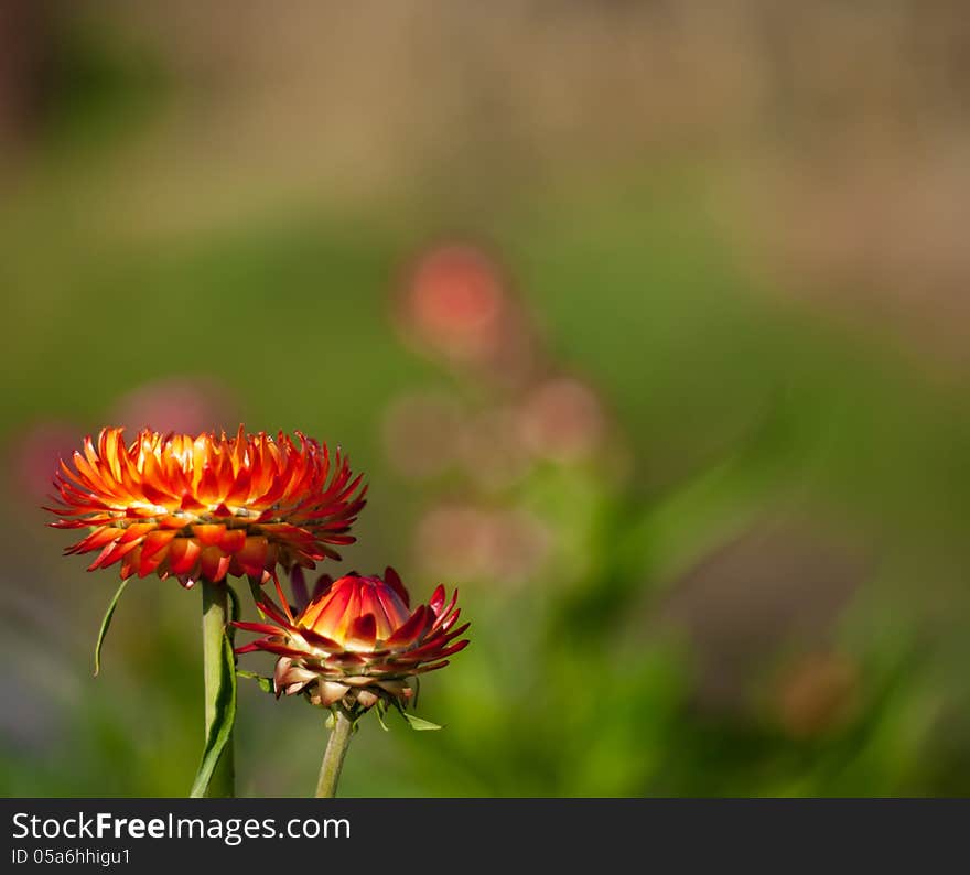 The image of a flower of a Strawflower against greens