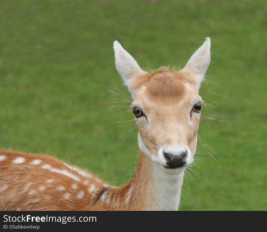 Fallow Deer.