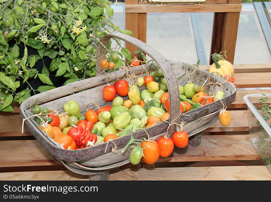 Variety of Tomatoes.