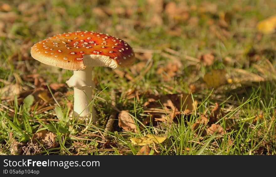 Fly Agaric Mushroom