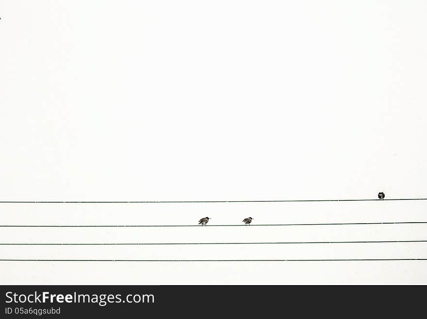 Birds on a wire