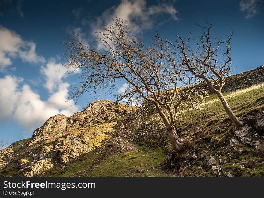 Trees Growing Out Of The Hillside