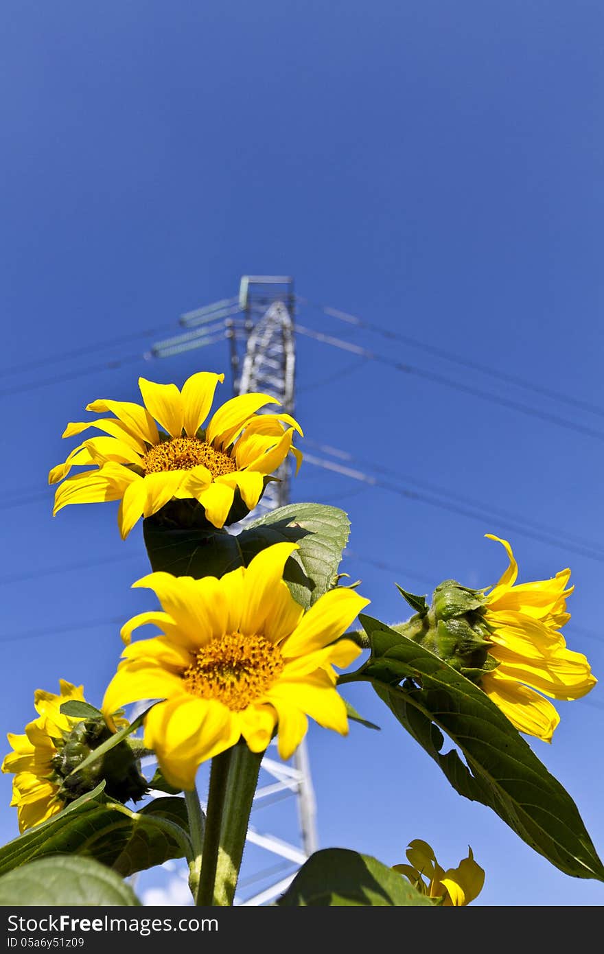 Young sunflowers