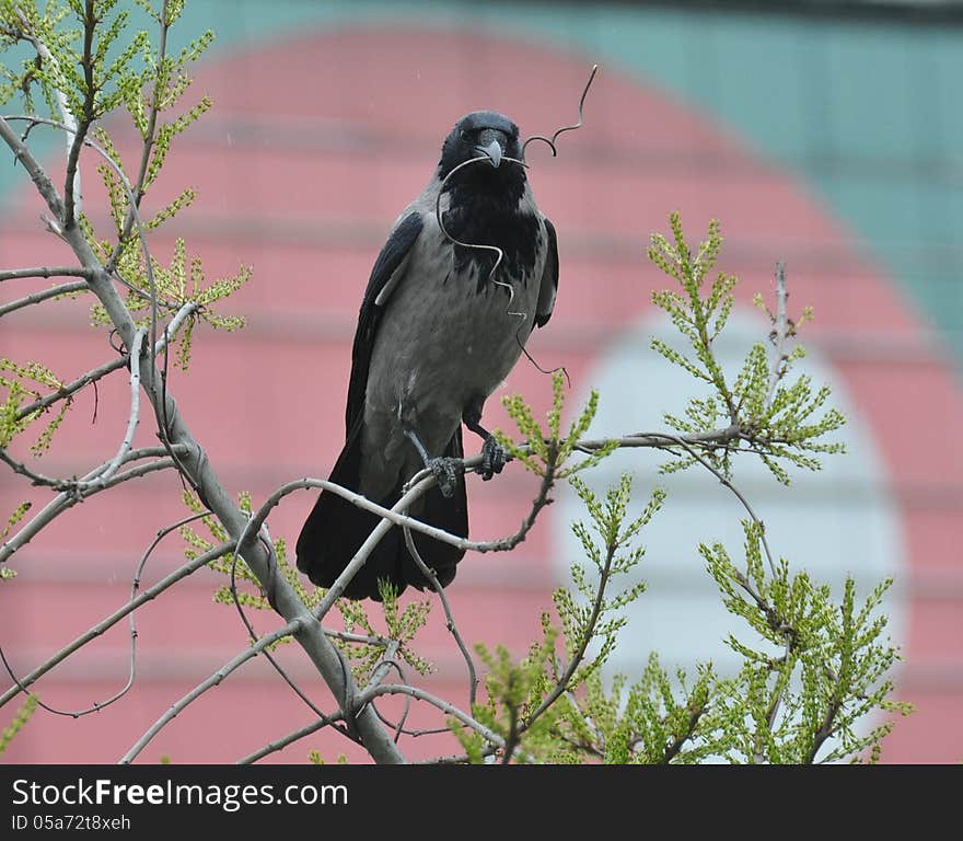 Building a nest