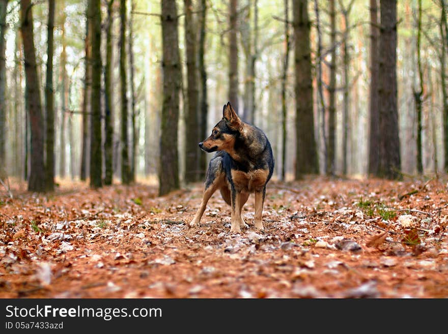 Dog walking in the autumn forest. Dog walking in the autumn forest