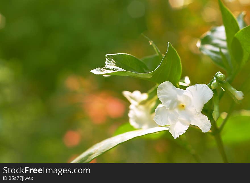 Ervatamia rostrata Markgr.white crape jasmine