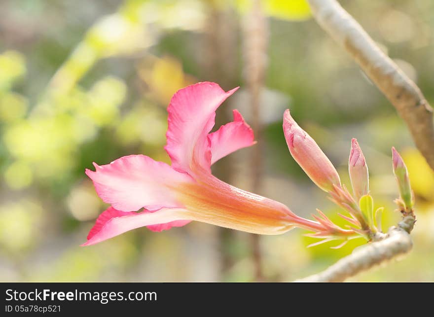Desert rose /pink impala lily in garden. Desert rose /pink impala lily in garden.