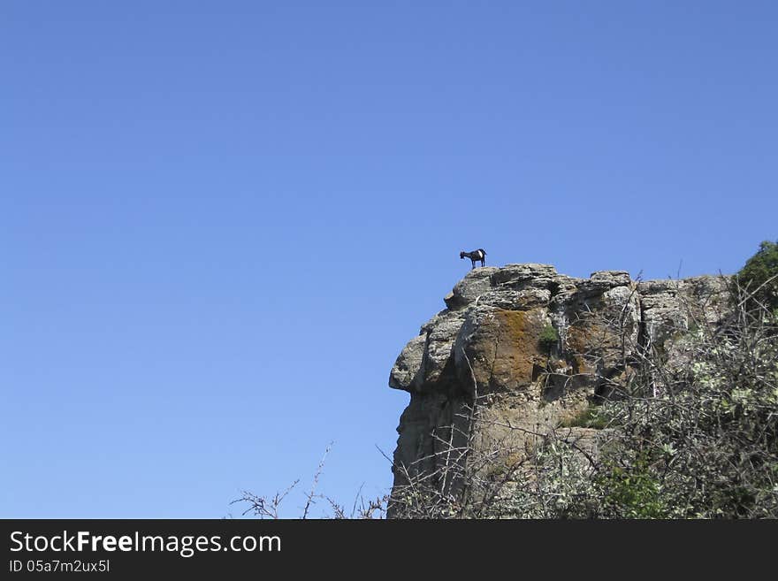 Goat on the top of the rock