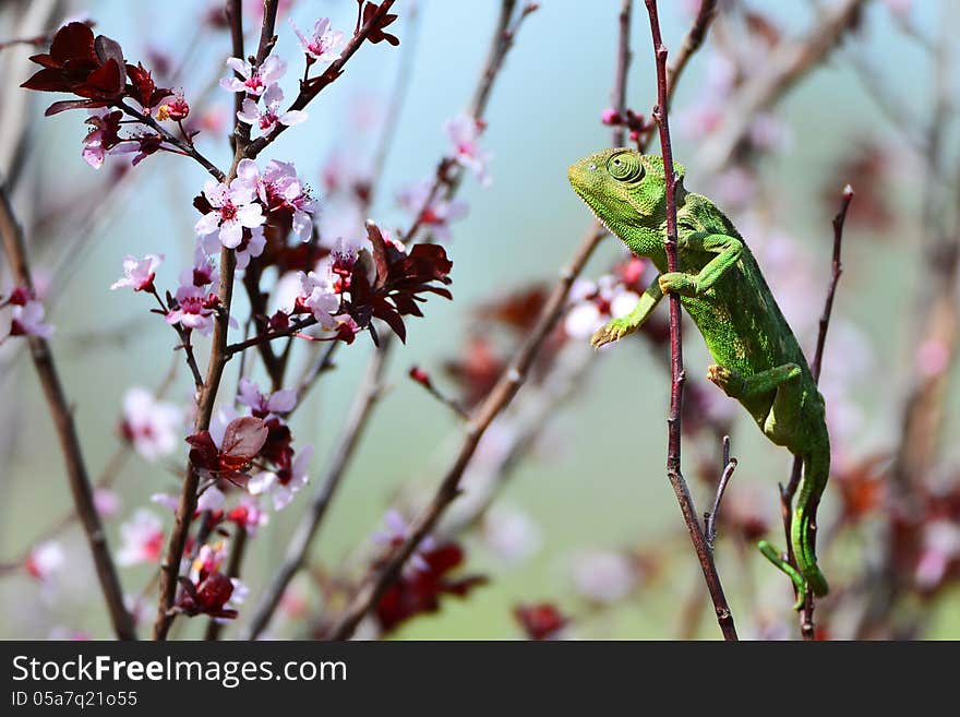 Green chameleon and pink flowers