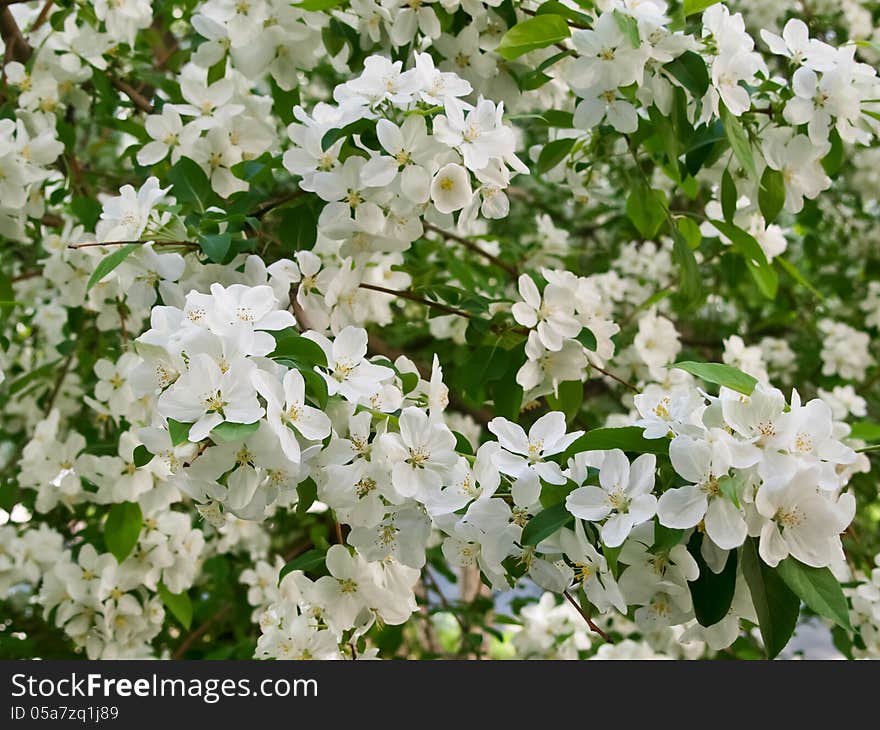 Beautiful blooming apple tree in spring