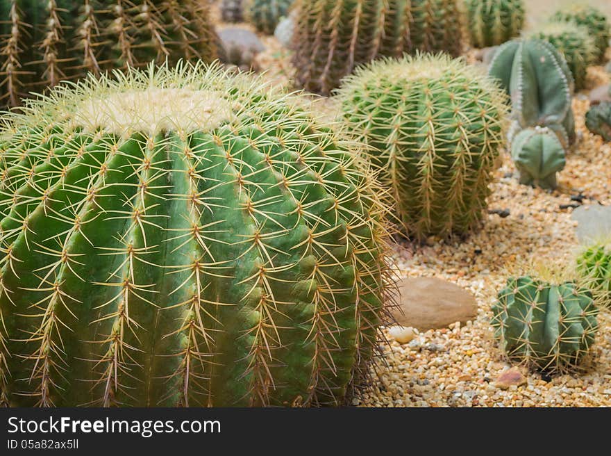 Echinocactus grusonii