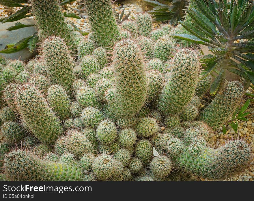 Mammillaria elongata or gold lace cactus or ladyfinger cactus