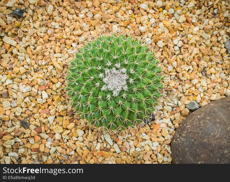 Echinocactus Grusonii