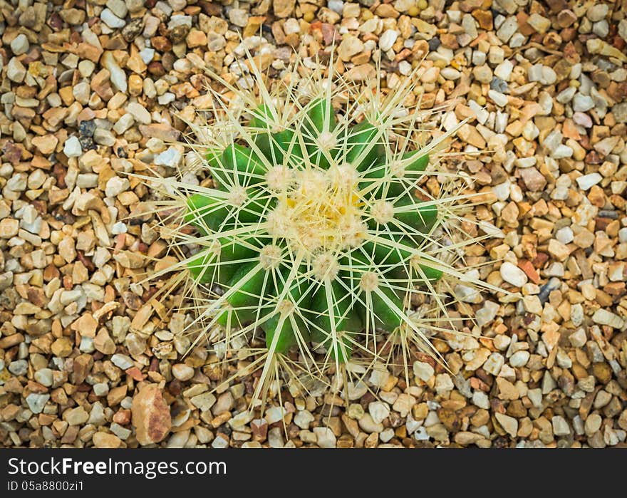 Echinocactus Grusonii