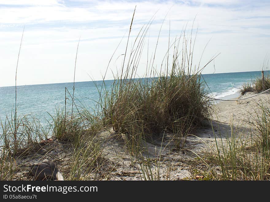 Sea Oats