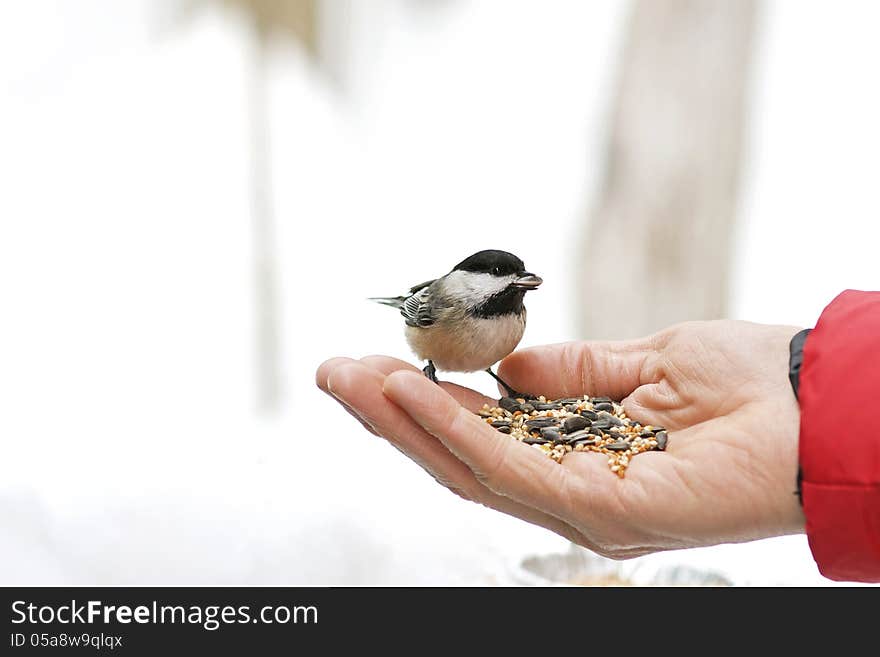 Attracting songbirds is easy when sunflower seeds are on offer. A Black-Capped Chickadee picks a seed from the hand of a birder during winter.