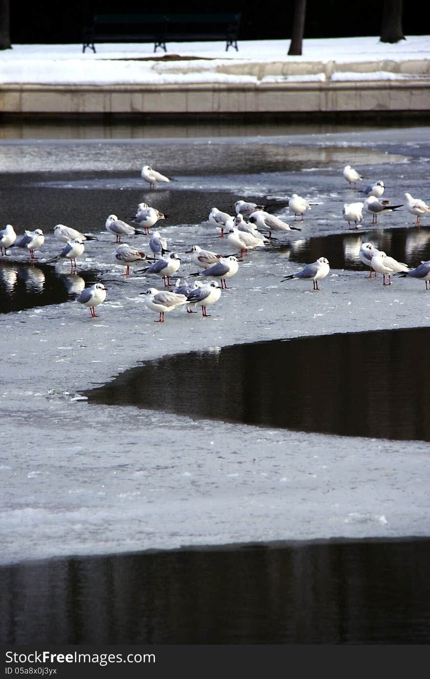 Flock Of White Birds On Frozen Lake