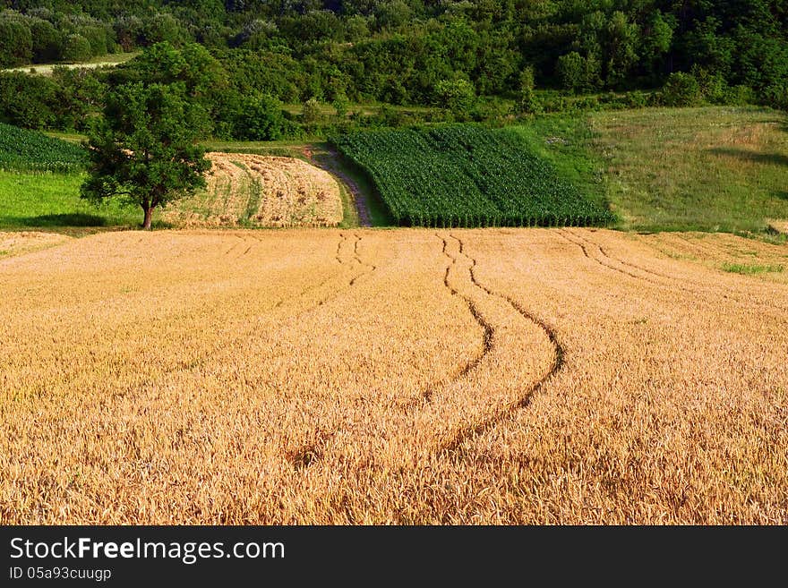 Grain field