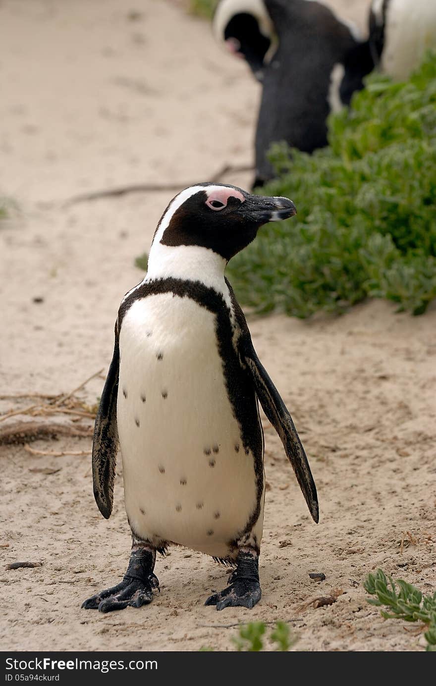 Posing Penguin on the Beach