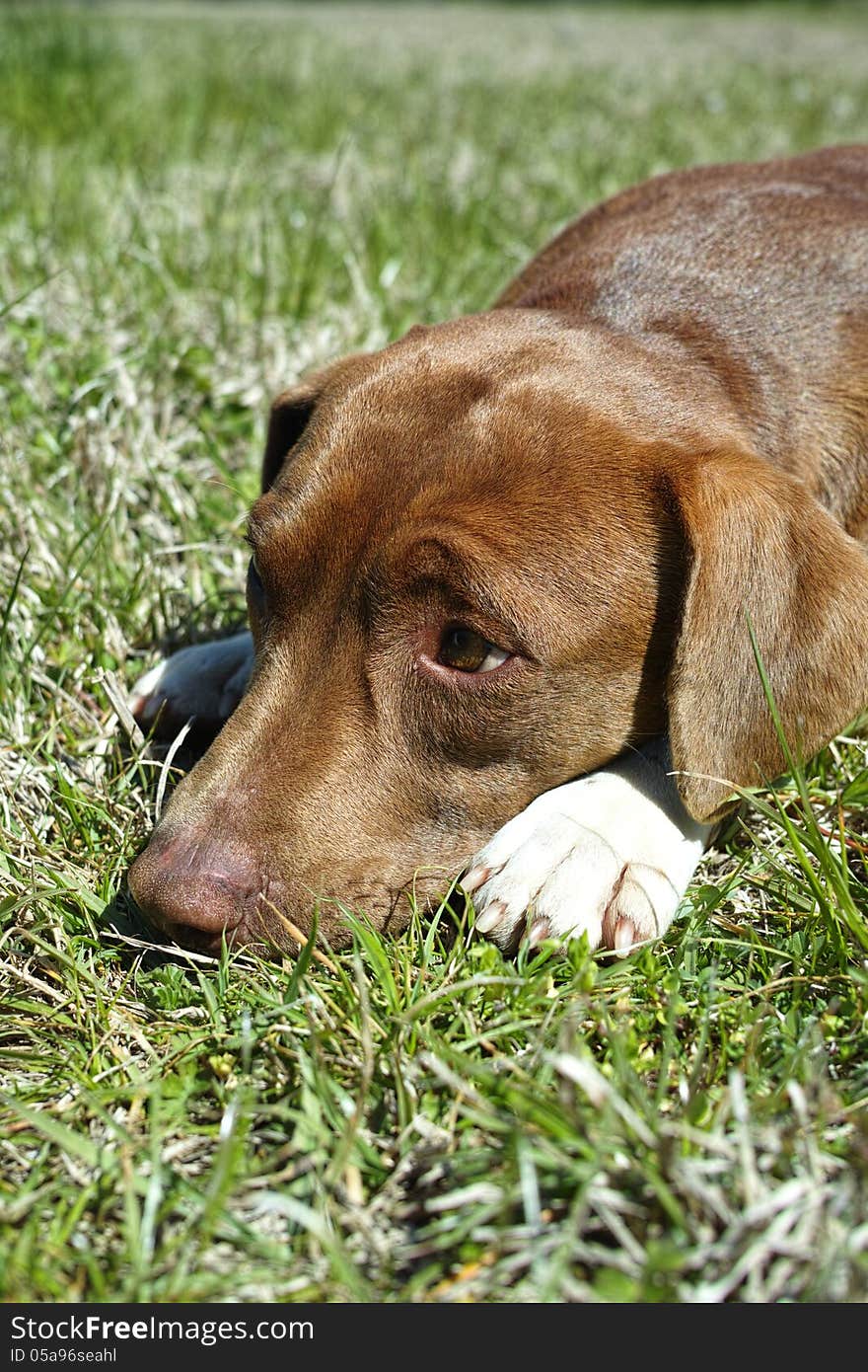 A very content dog enjoys a nice spring day. A very content dog enjoys a nice spring day.