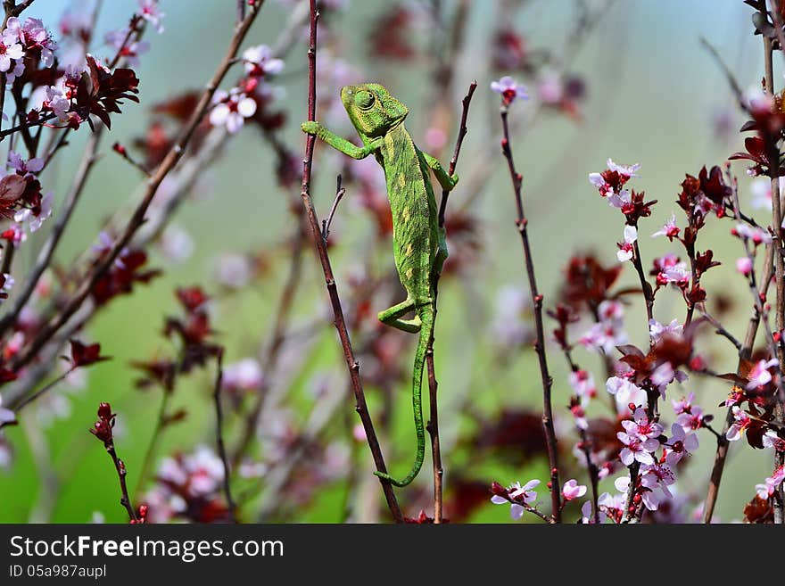 Green Chameleon Swinging On A Branch