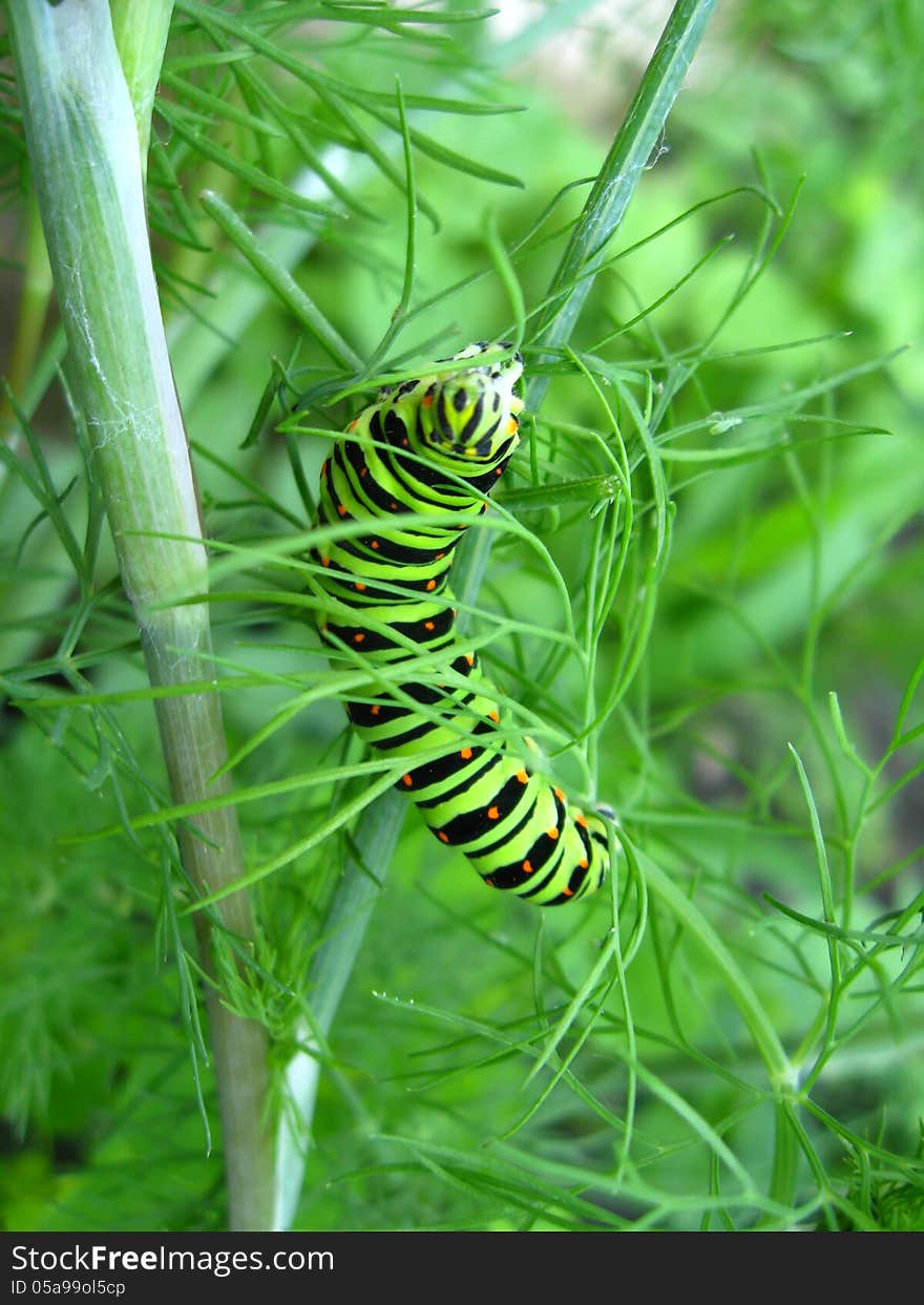 Caterpillar of machaon sitting on the fennel