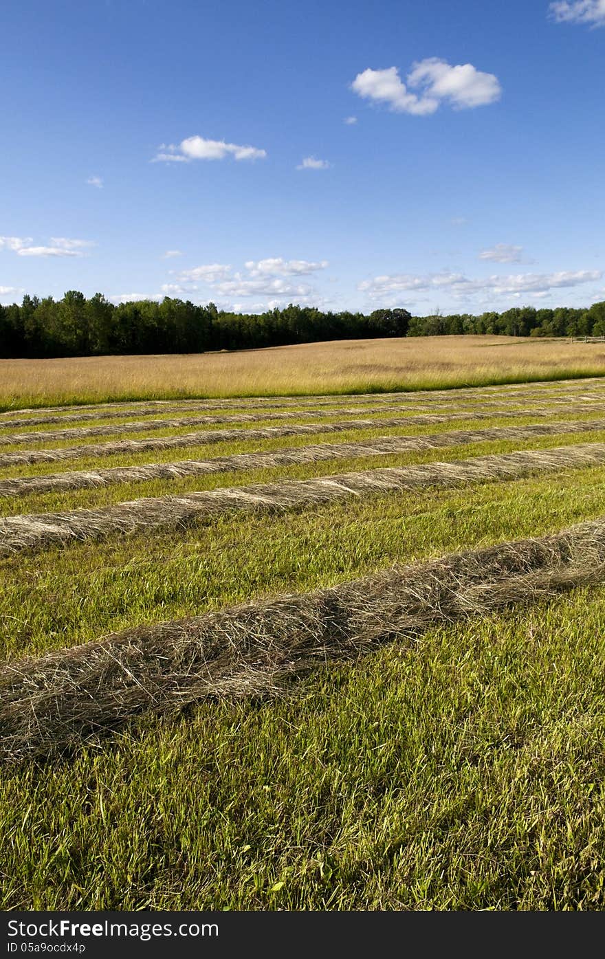 Cut Hay in Farm Field