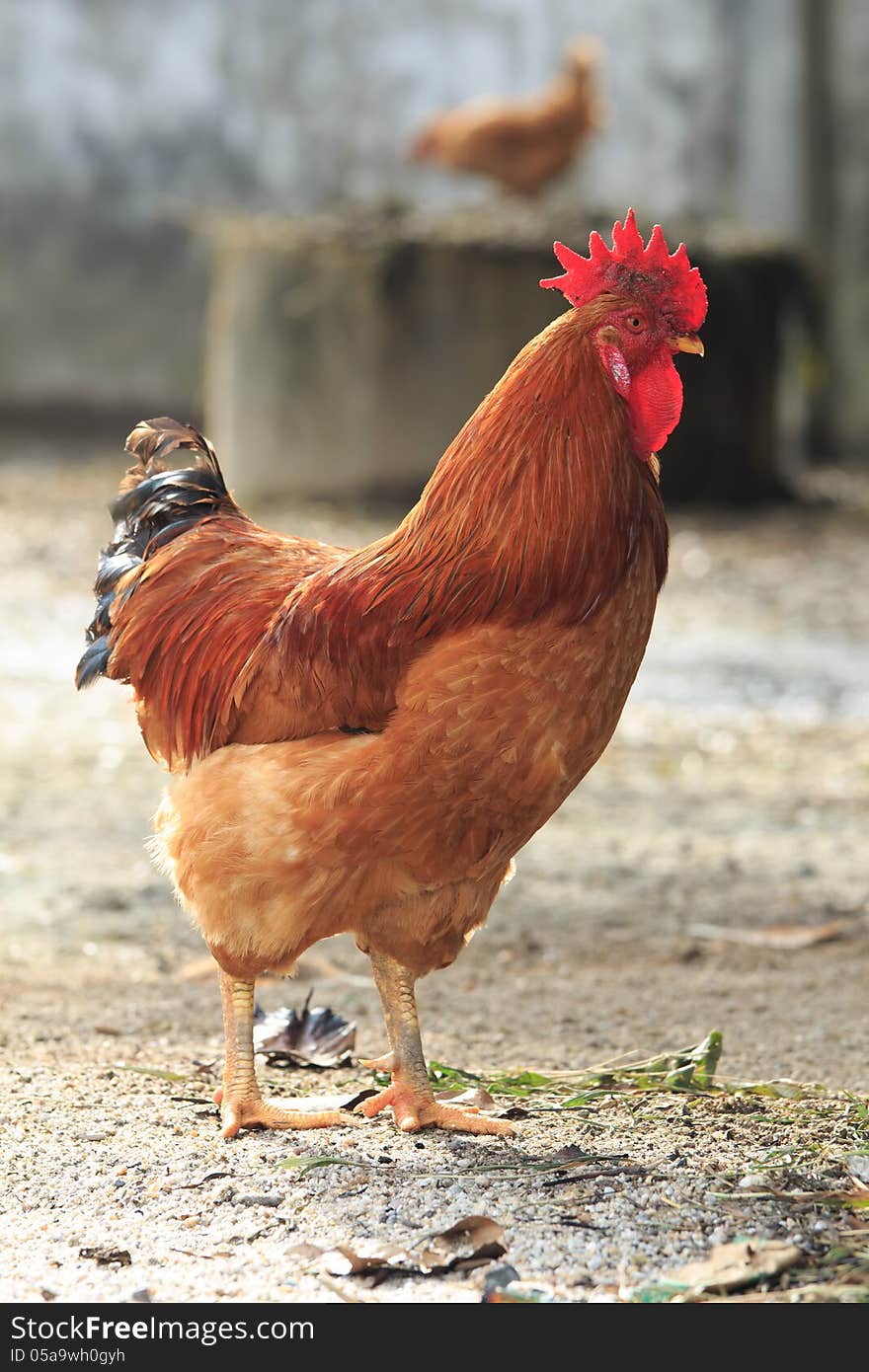 Brown chicken standing on rural area and looking for food