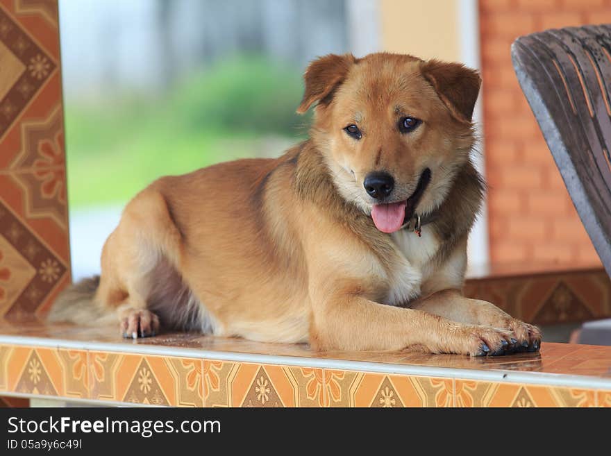 Thai Dog Laying On The Ceramic Bench