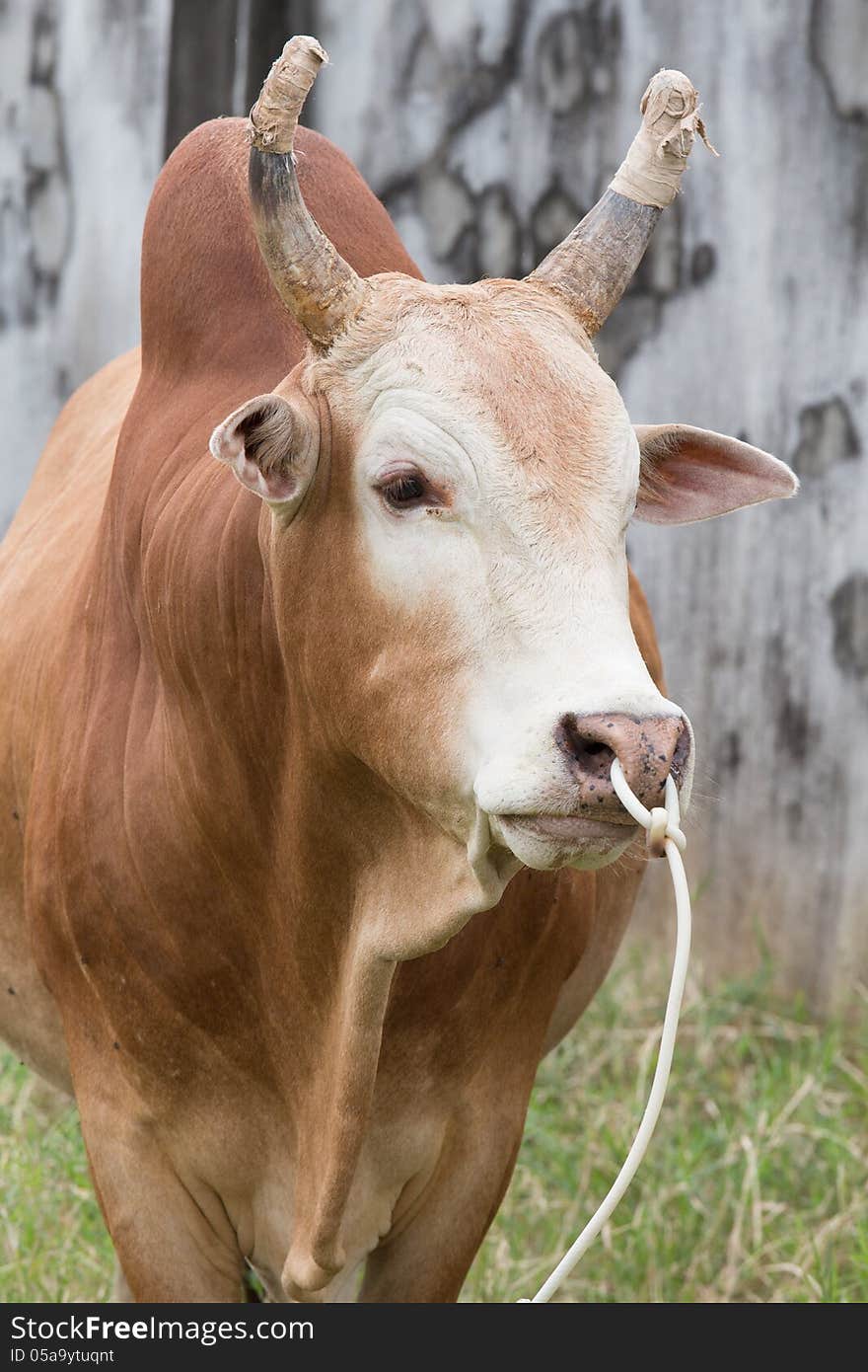 Red Cow in the field