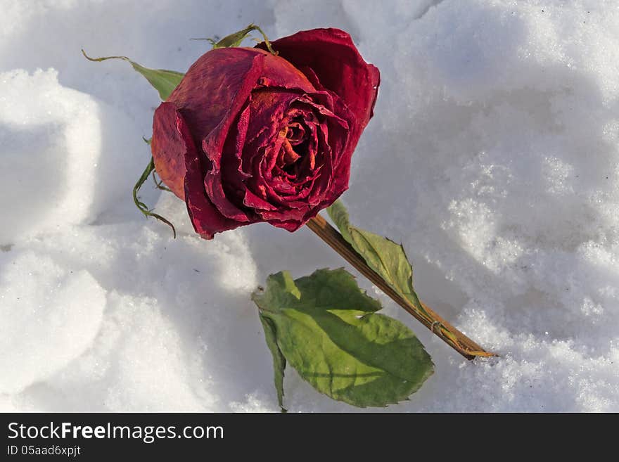 Dried rose frosted on snow cover