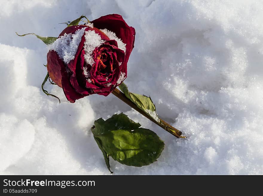 Dried rose frosted on snow cover