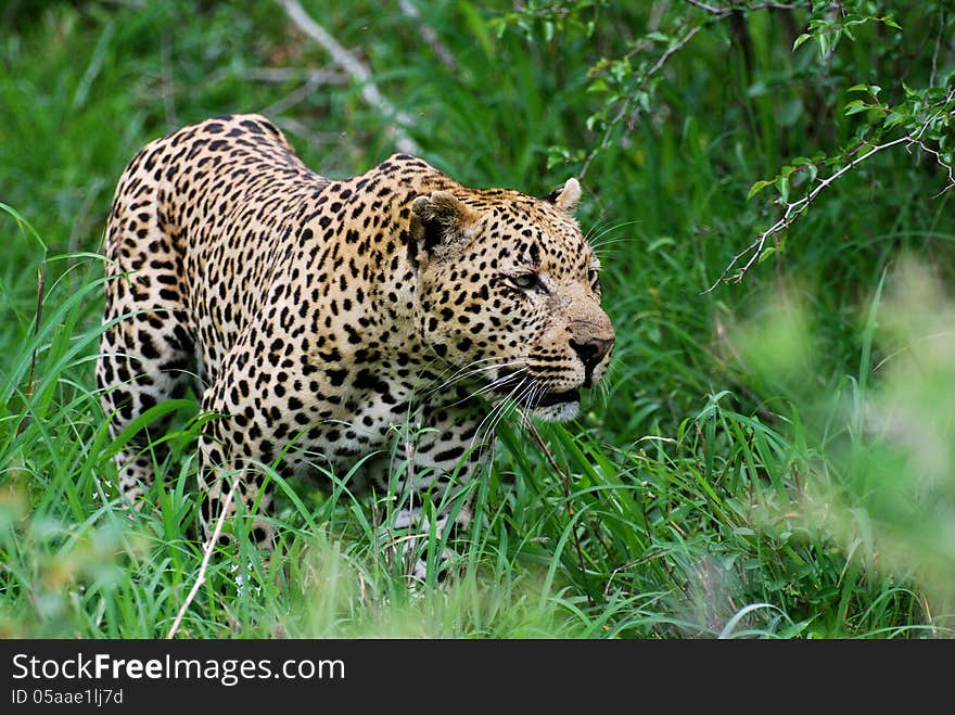 Leopard stalking its prey in Greater Kruger Park, South Africa