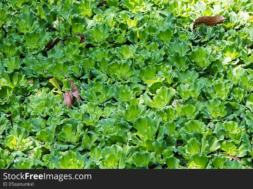 Green water weeds pattern