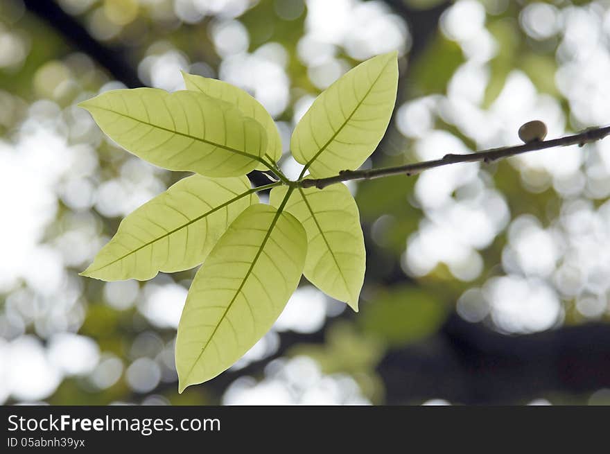 Fresh Tender Green Leaves