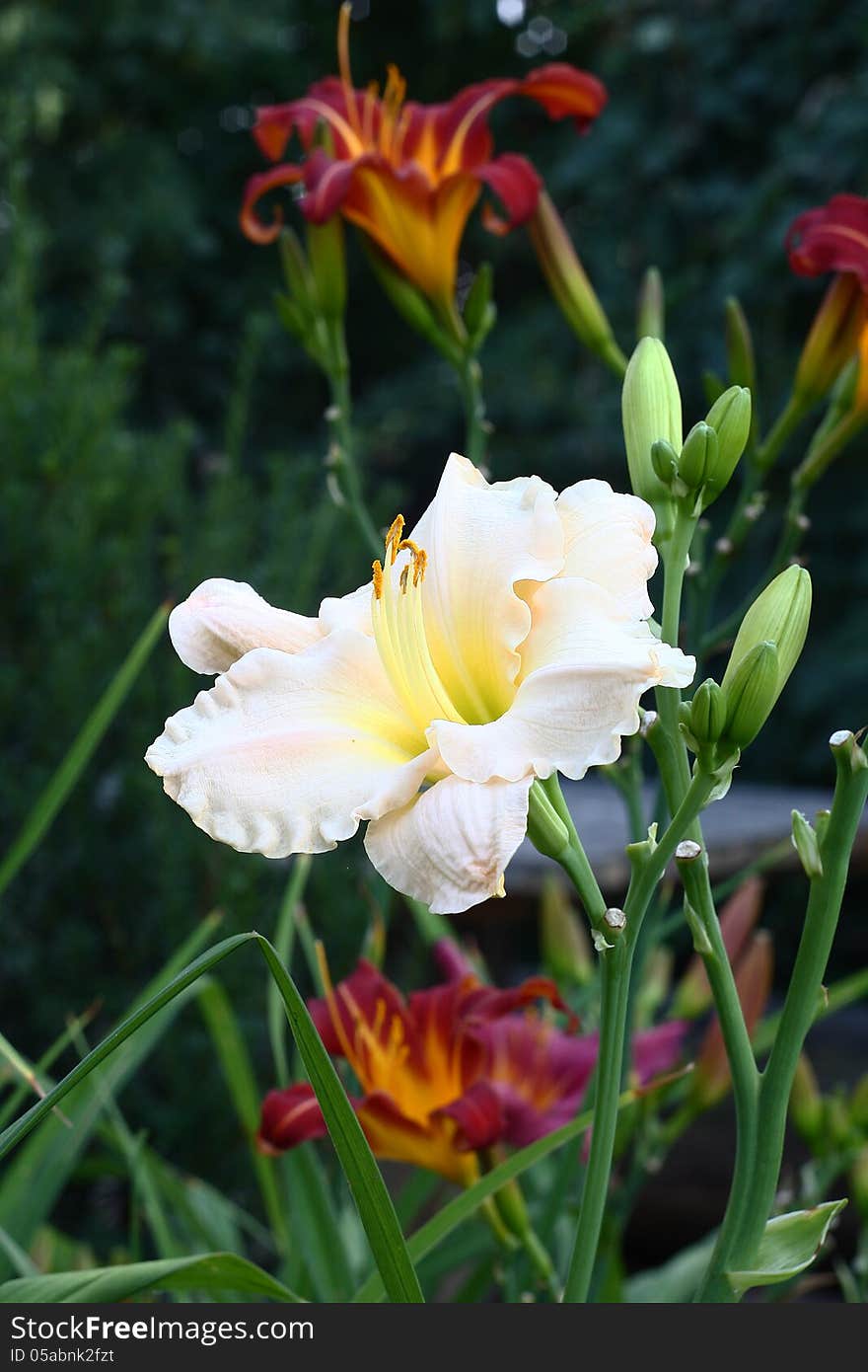 Large light flower of a daylily among not opened buds and claret with yellow flowers. Large light flower of a daylily among not opened buds and claret with yellow flowers.