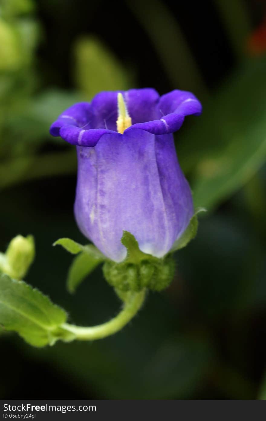 Beautiful purple bellflower in the sun. Beautiful purple bellflower in the sun.