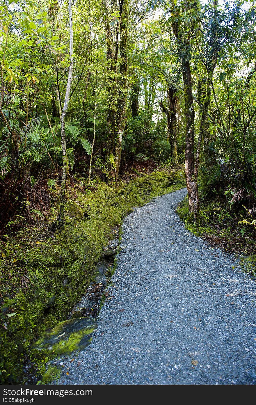 A hiking path into the rain forest in New Zealand