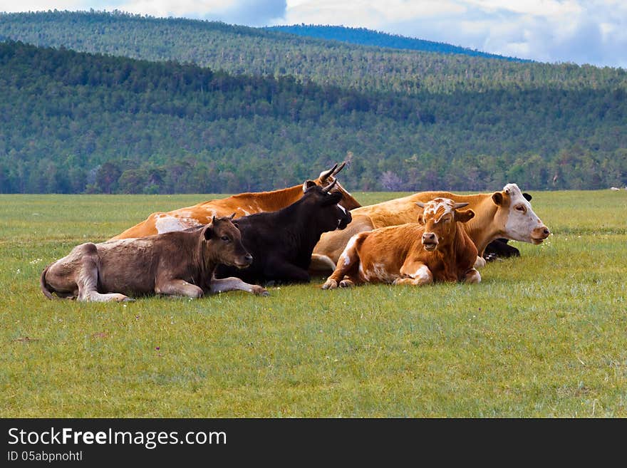 Cows on island Olkhon