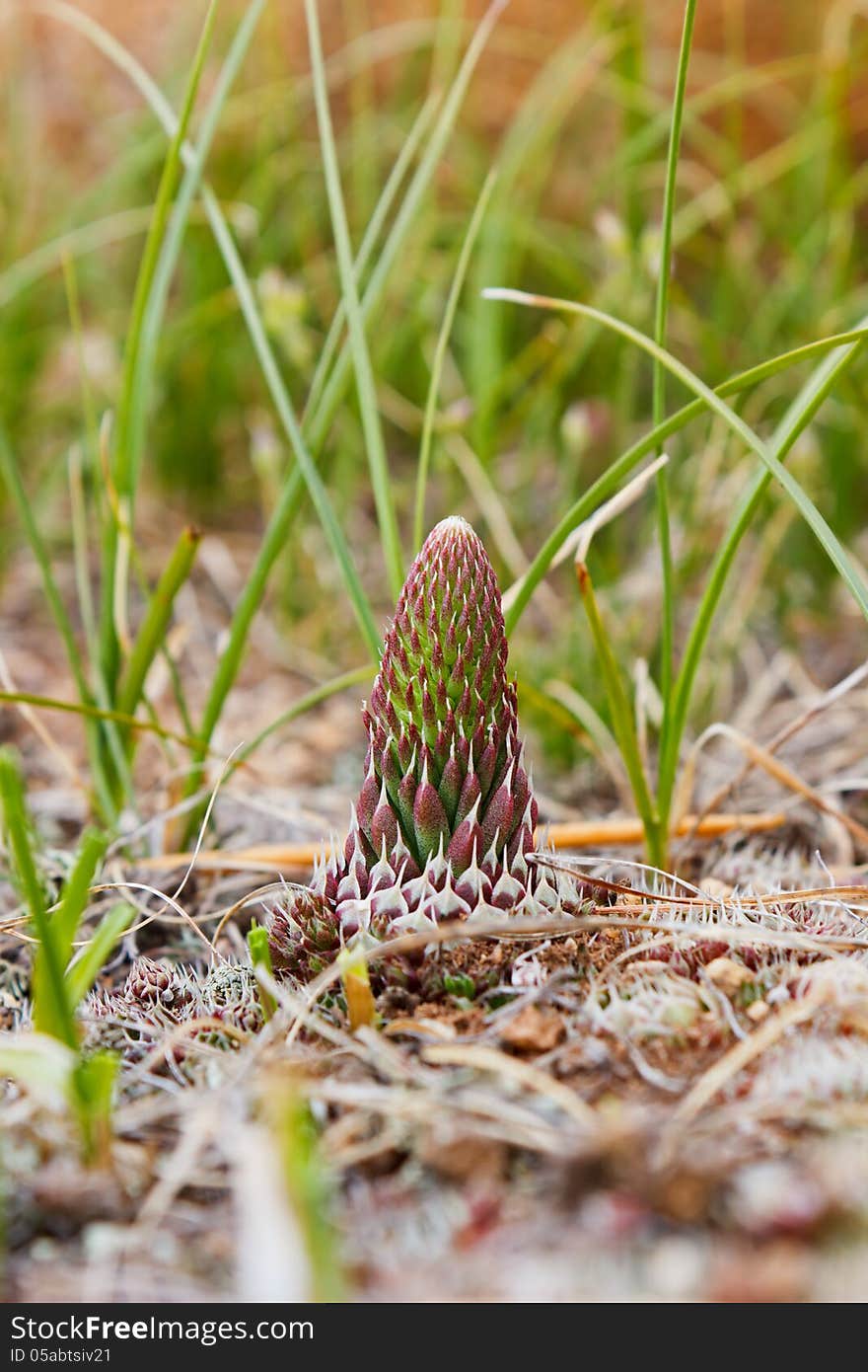 Orostachys spinosus on island Olkhon