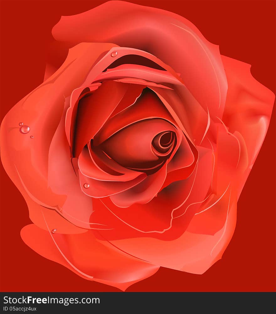 composition background with red rose