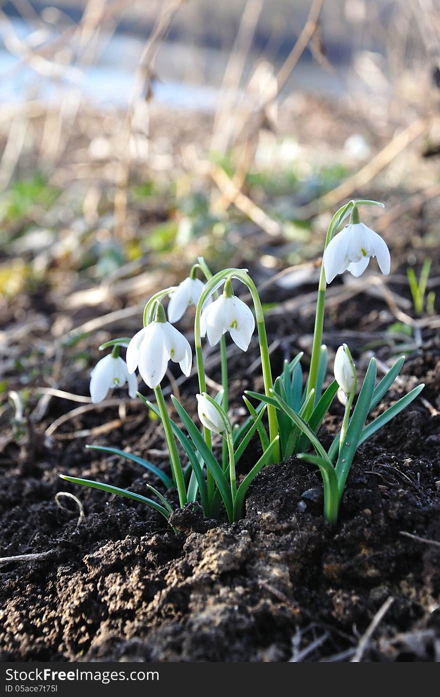 Snow drops in March announce the spring.