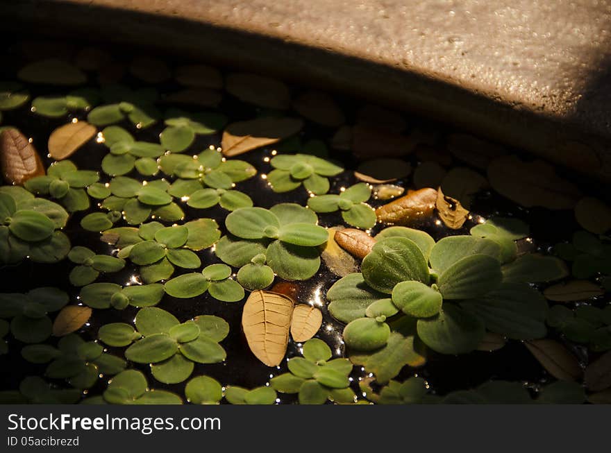 Water plants