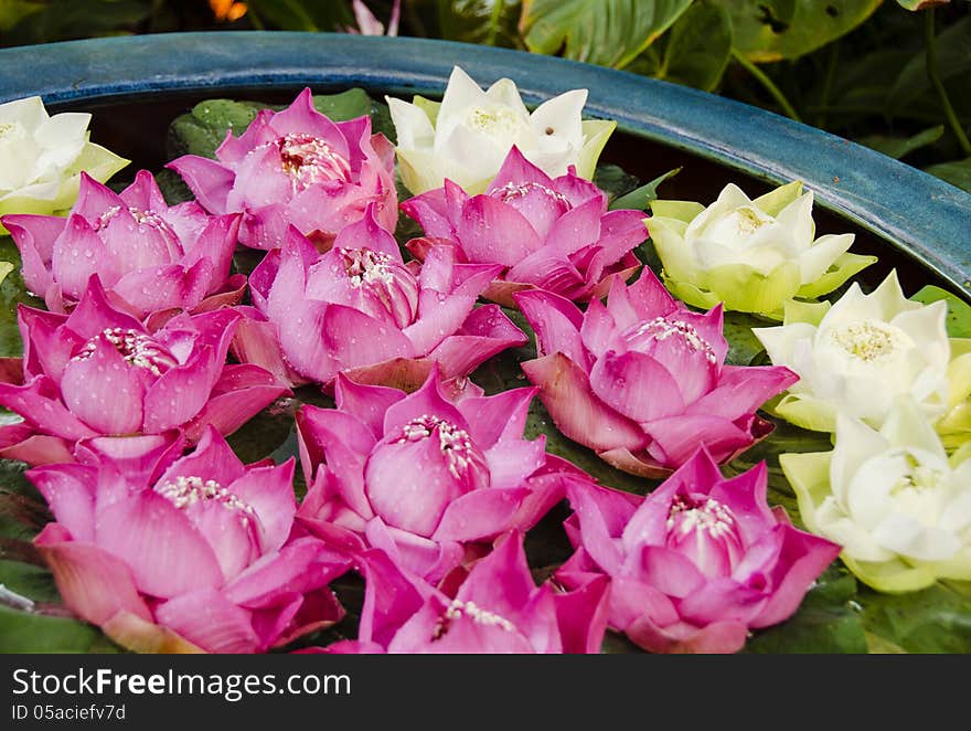 Lotus Flowers