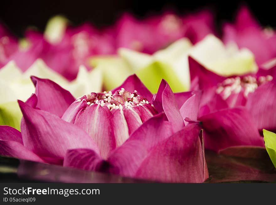 Lotus Flowers Closeup