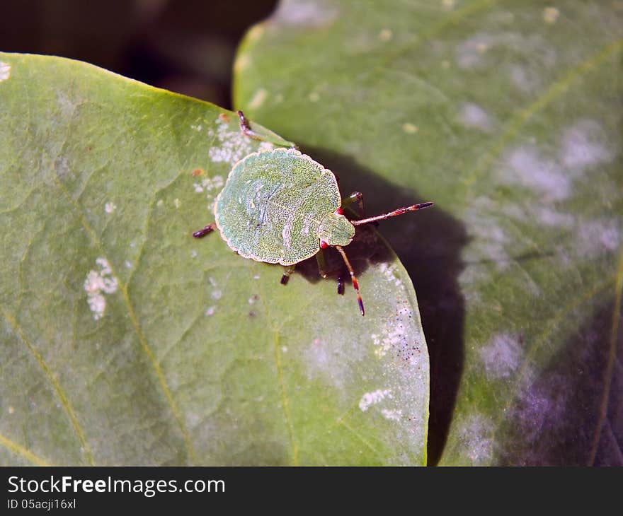 Forest bug