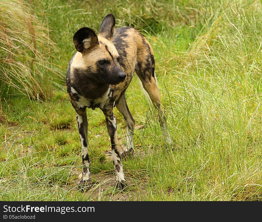 Close up of an African wild dog