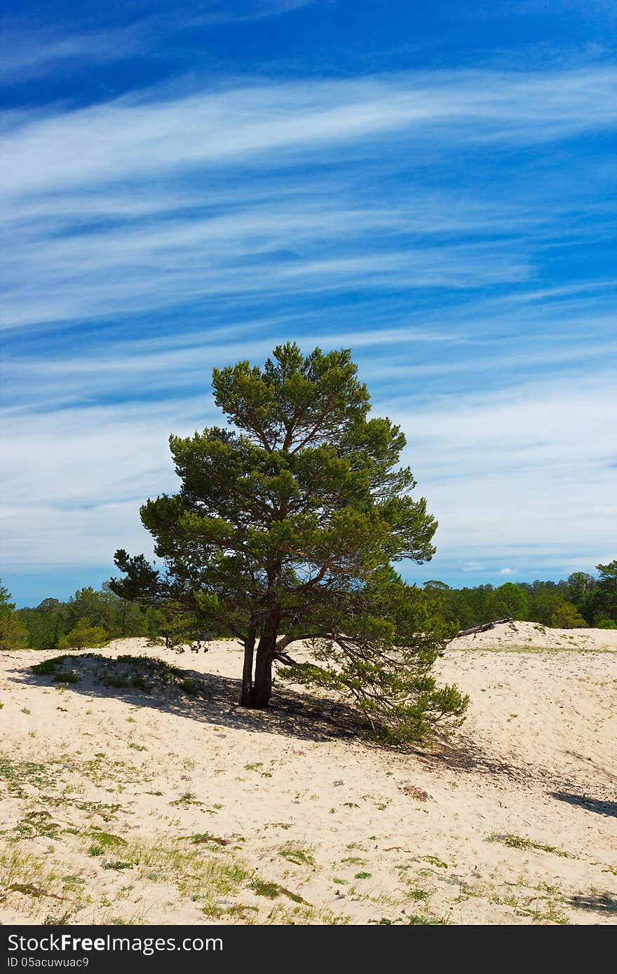 The solitary pines growing on deserted fields of island Olkhon on lake Baikal. The solitary pines growing on deserted fields of island Olkhon on lake Baikal